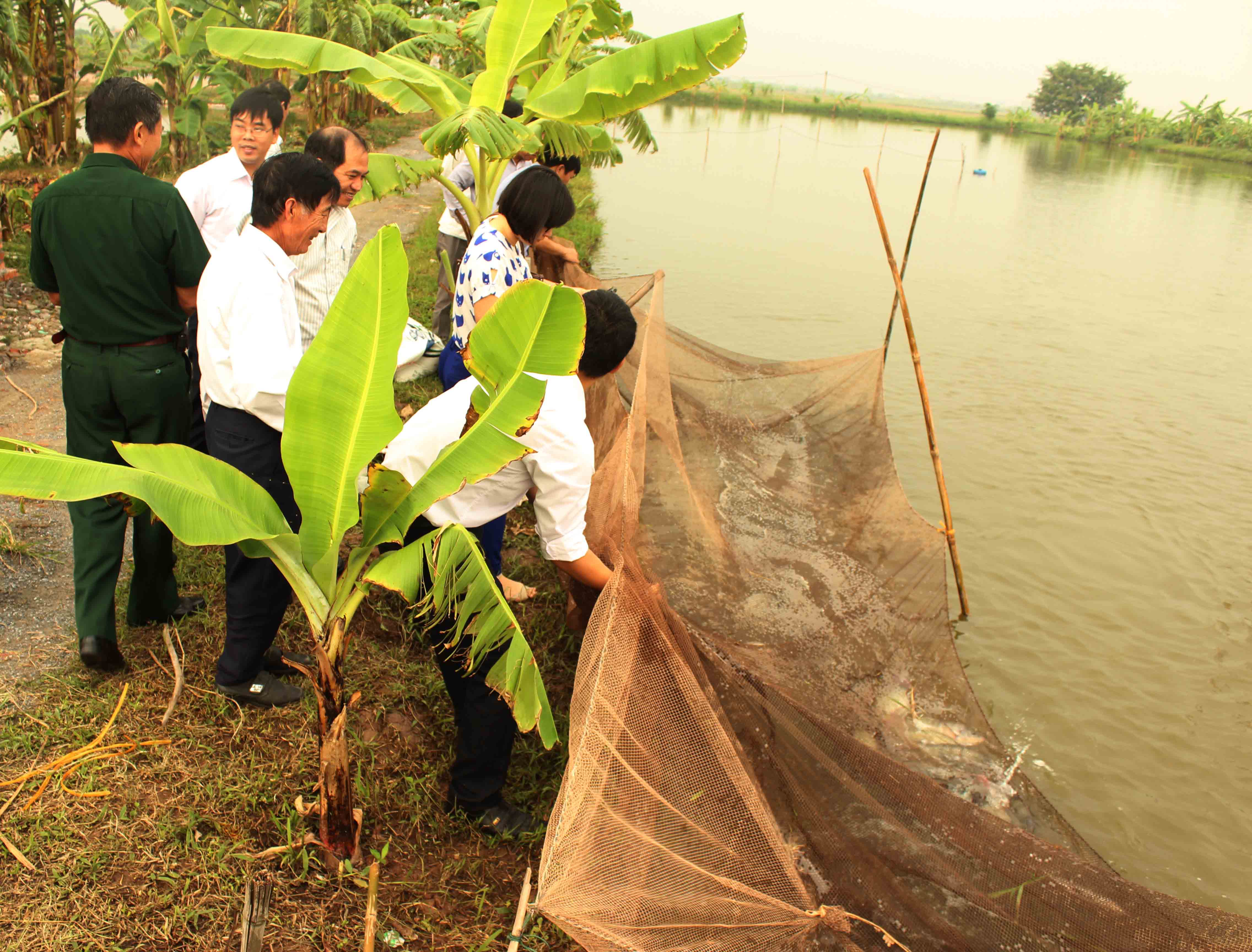 Mô hình nuôi cá rô phi lai xa thương phẩm góp phần xây dựng nông thôn mới